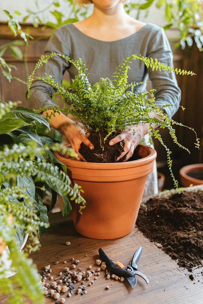Woman repotting a fern into a large terracotta pot