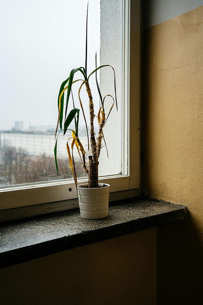 Dying potted plant on a window sill