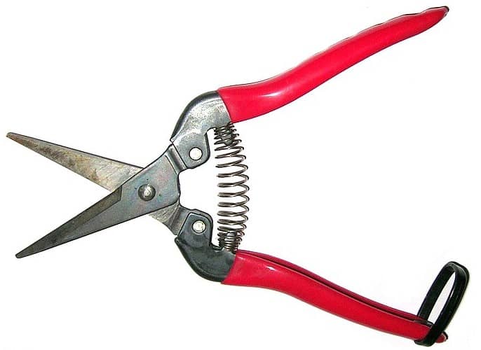 Red garden snips on a white background