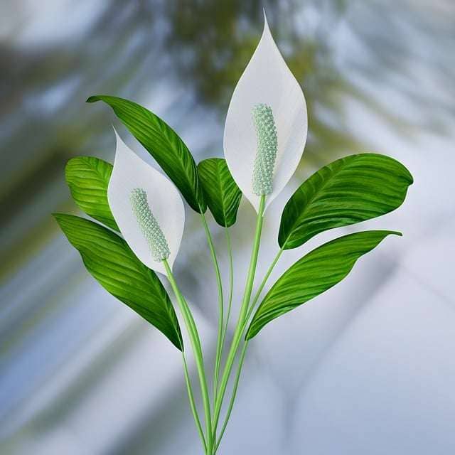 Closeup of a peace lily stem with two flowers