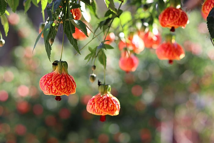 Closeup of red tiger abutillon flowers hanging from plant