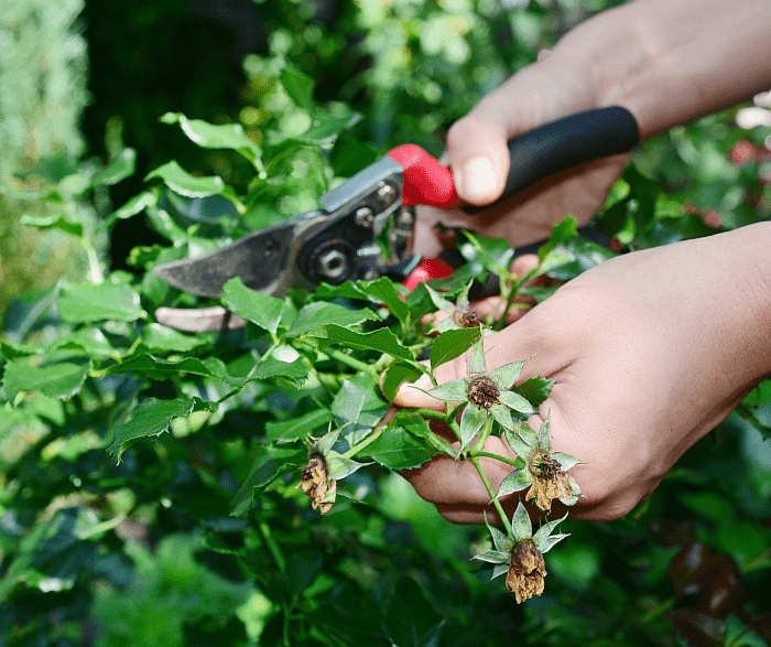 One hand holding a branch of a shrub the other hand holding pruning shears