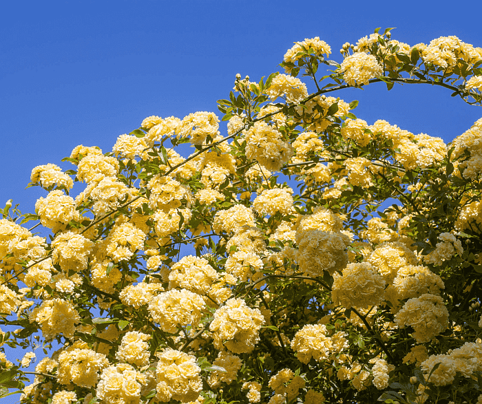 Yellow flowers on Lady Banks rose vine against a blue sky