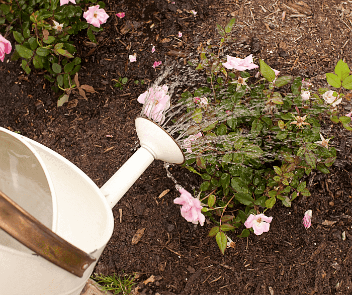 watering can watering a small rose bush with pink roses