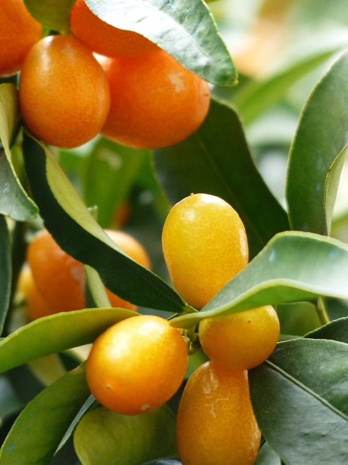 closeup of kumquats growing on a tree