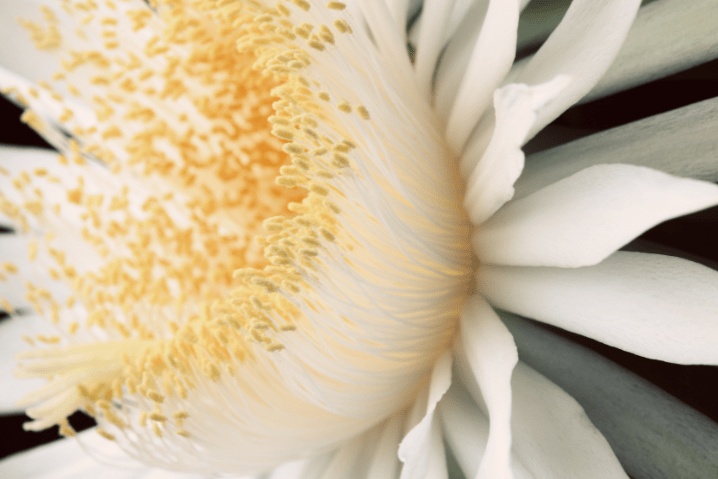 extreme closeup of night blooming cereus