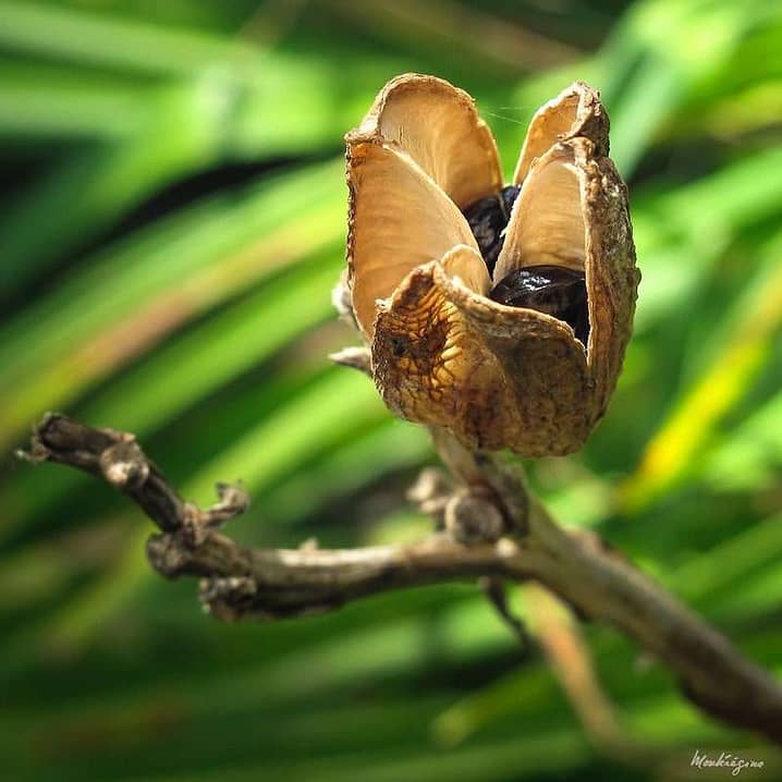 daylily dried seed pod