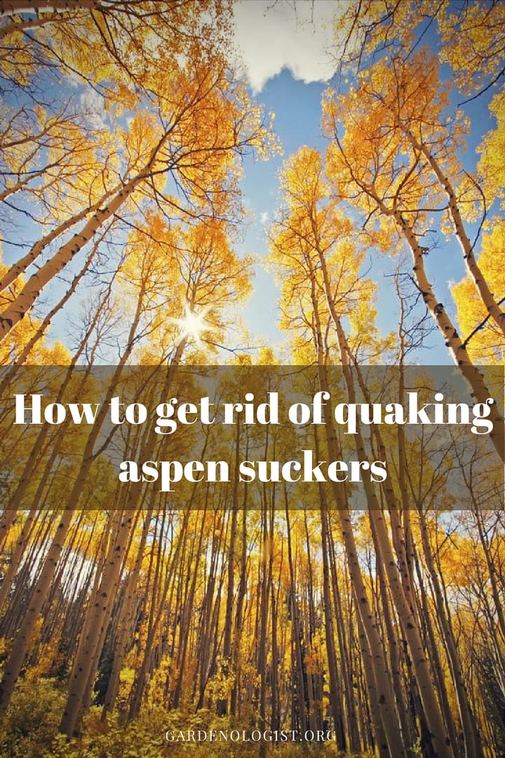 quaking aspen suckers