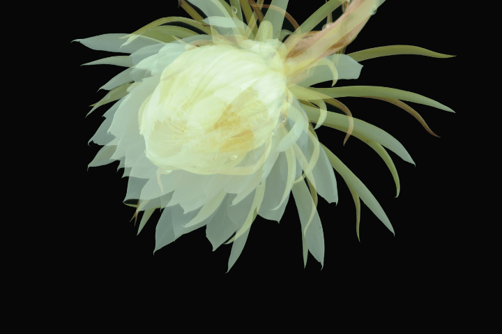 night blooming cereus on a black background