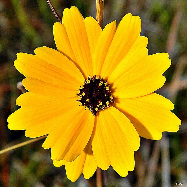 How to Care for Tickseed (Coreopsis) Gardenologist
