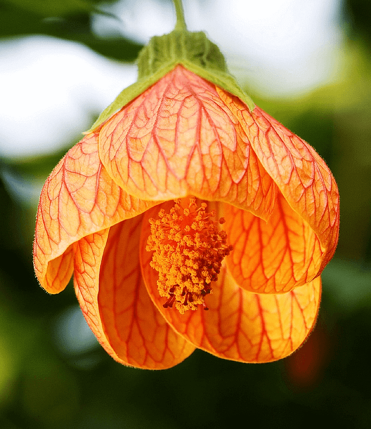 closeup of a single orange red tiger abutilon flower