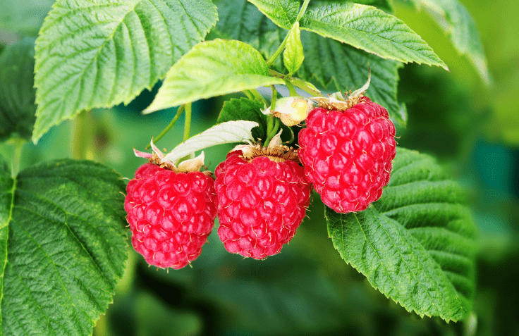 3 red raspberries on the plant