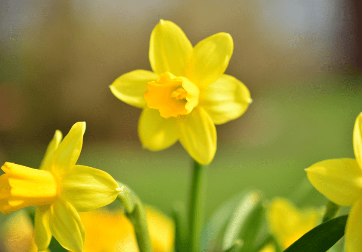 dwarf daffodil