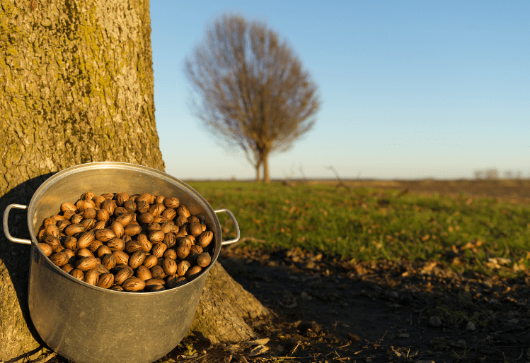 Pot filled with pecans sitting on the ground at the base of a pecan tree