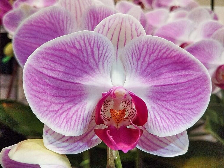 Purple orchid with a white stripe down the middle