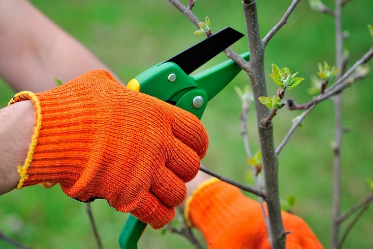 pruning azalea