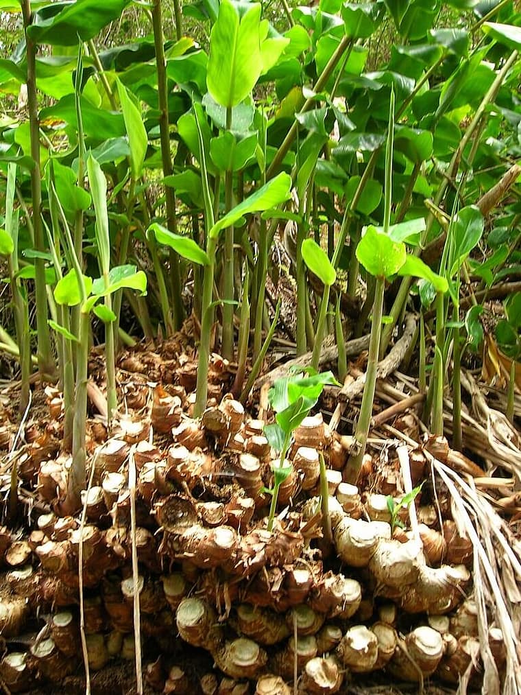 ginger plants with rhizomes showing