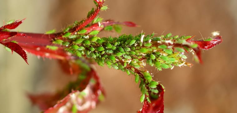 aphids on houseplant