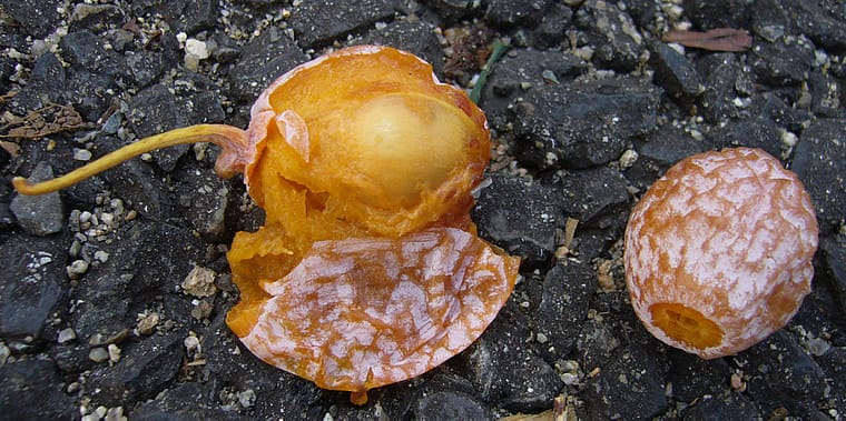 ginko biloba seed