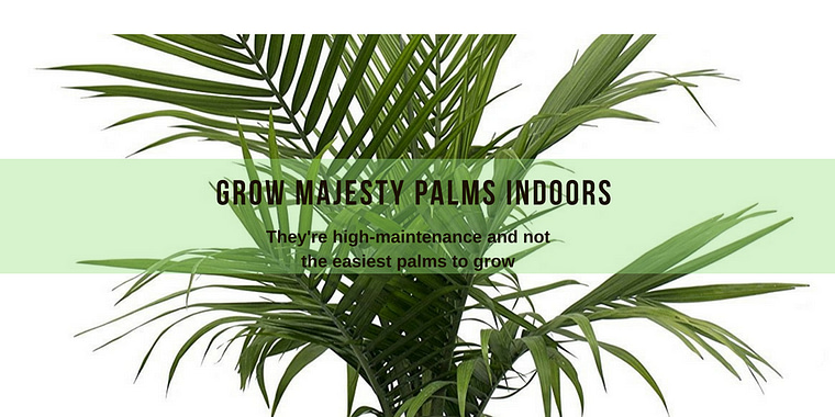 grow majesty palm indoors