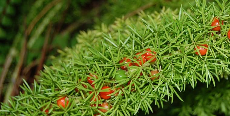 Closeup of a branch of a foxtail fern with red berries