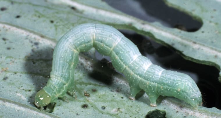 A green cabbage looper