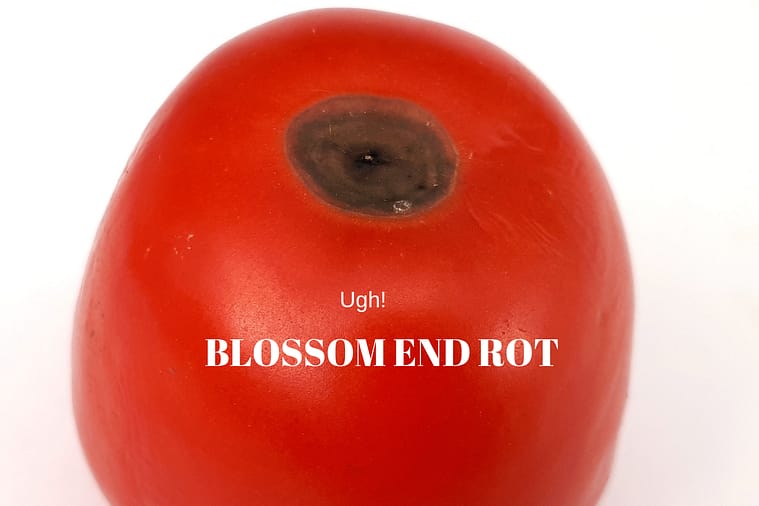 blossom end rot