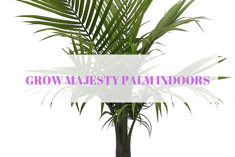 grow majesty palm indoors