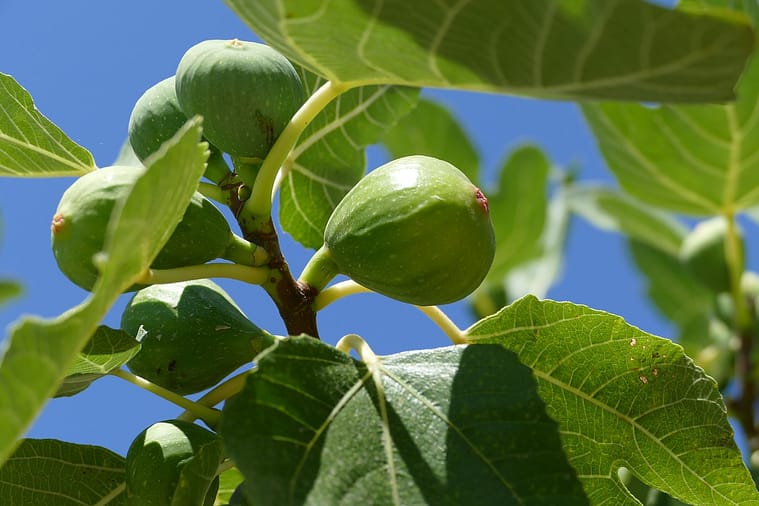 fig tree winter protection