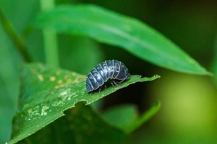 pillbug on a leaf