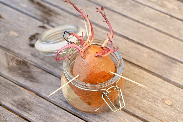 sweet potato in a jar of water, sprouting