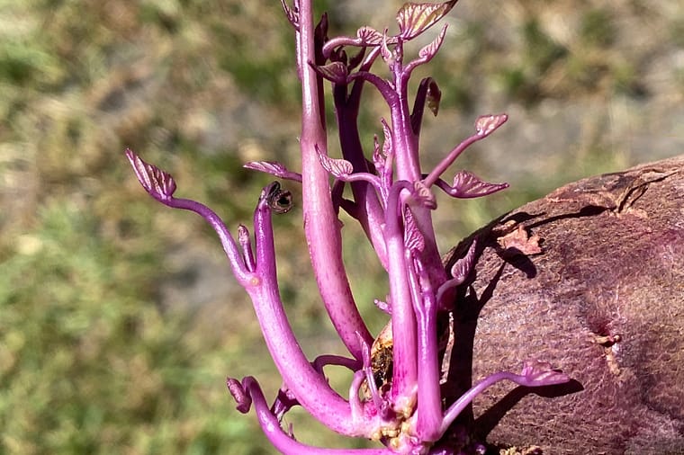 purple sprouts from a sweet potato