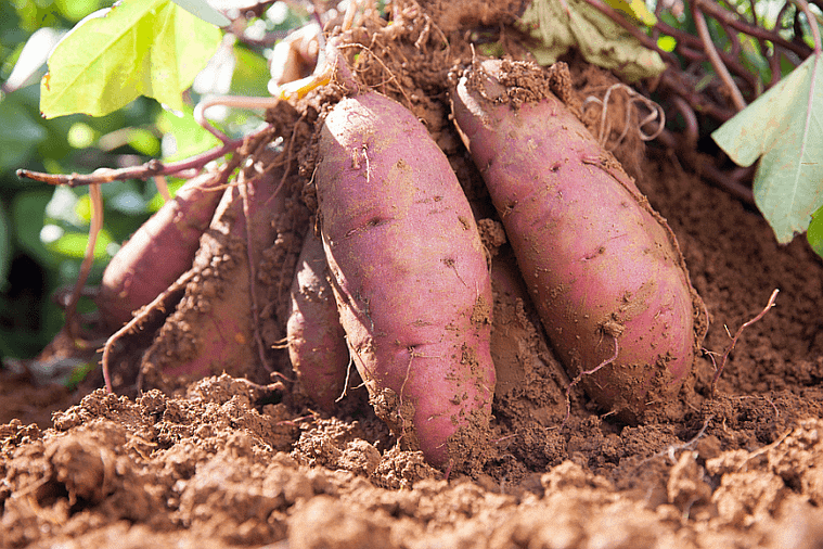 sweet potatoes lying in the sun on the soil