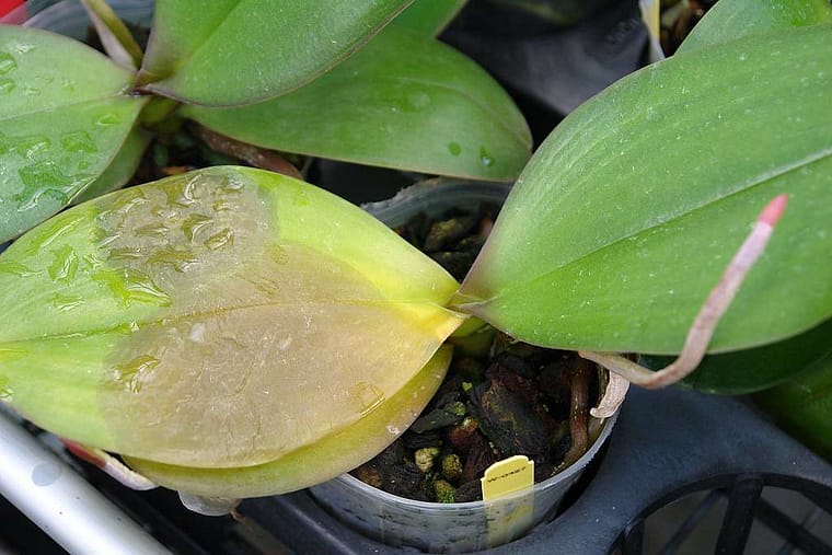 closeup of yellowing orchid leaves with brown spot