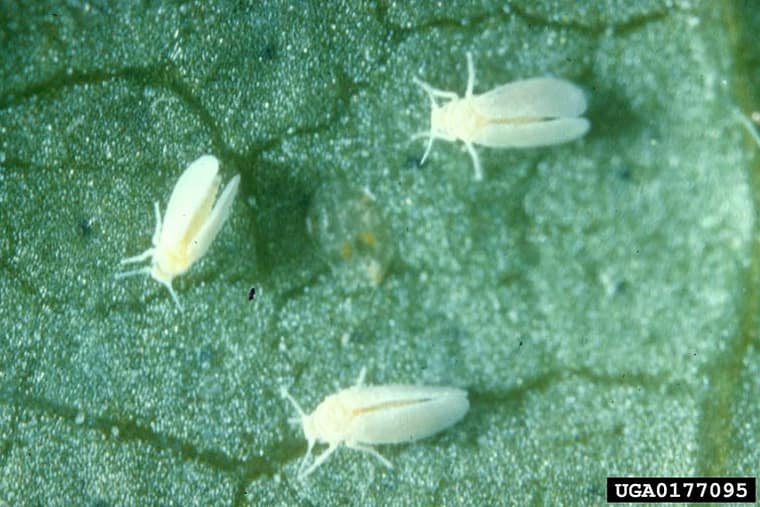 whiteflies on a potato leaf