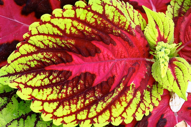 lime green coleus leaf with burgundy stripes and a bright red middle