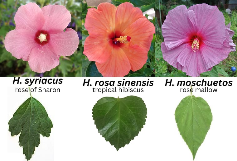 Comparison of leaves and flowers tropical and hardy hibiscus