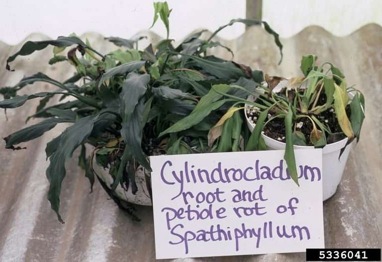 collapsing peace lily due to root and petiole rot