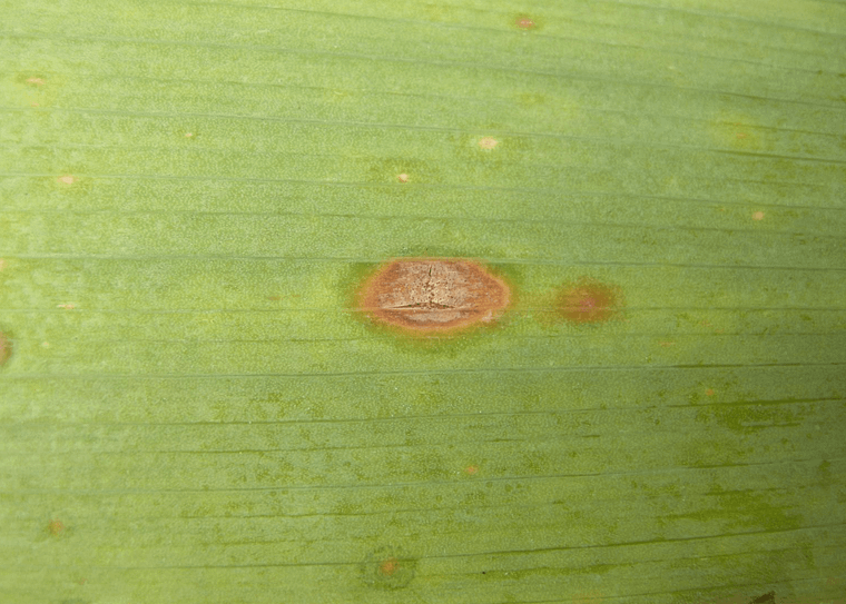 closeup of an iris leaf with an iris leaf spot brown lesion.