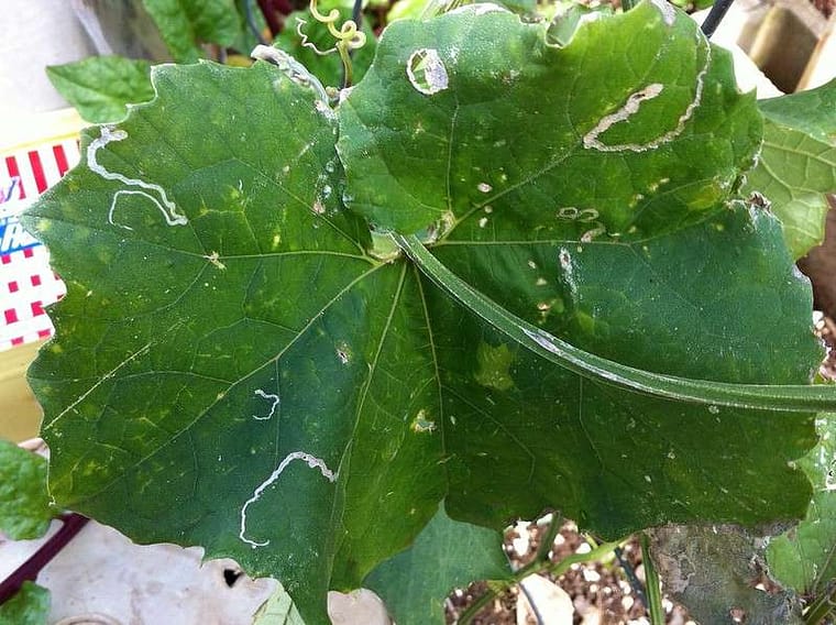 leaf miner damage