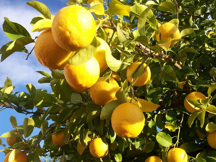 Lemon Tree