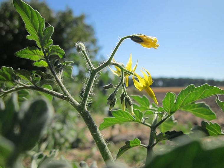 tomato flowers buds