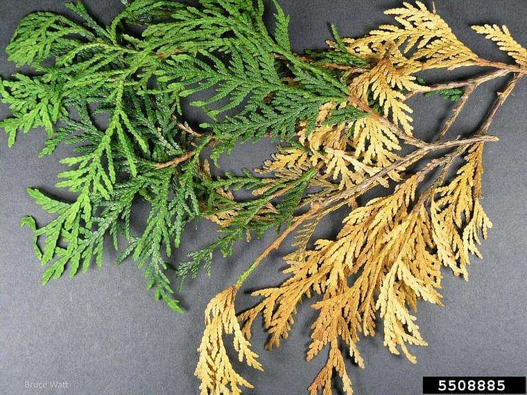 closeup of arborvitae needles with blight