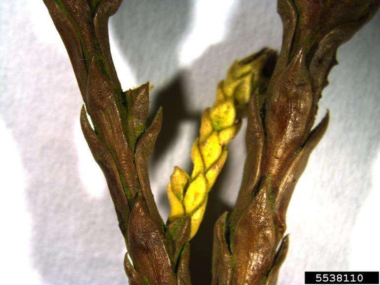 closeup of twig blight on arborvitae