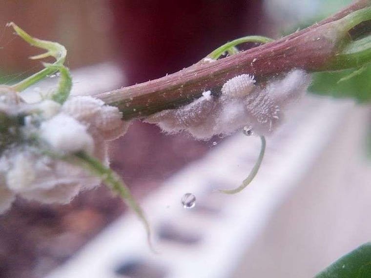 mealy bug colony