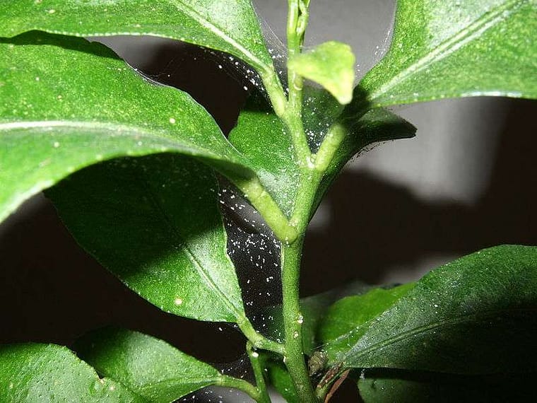 spider mite webbing on a plant