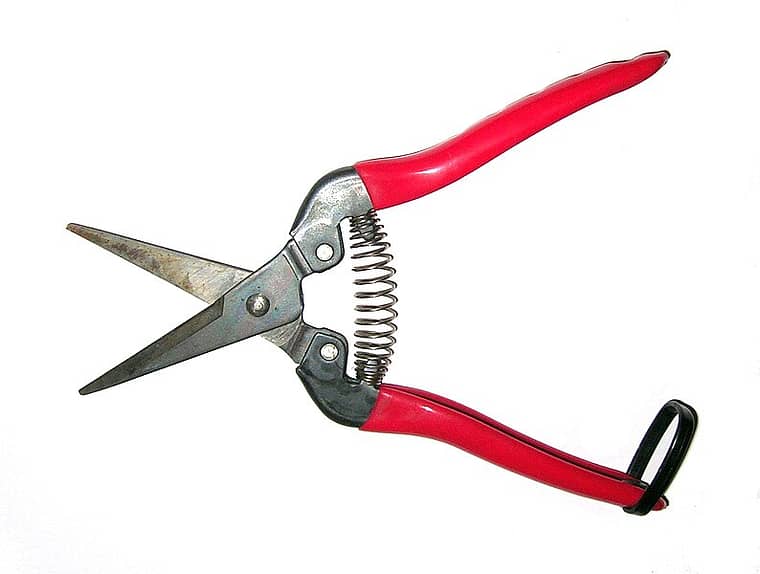 red garden snips on a white background