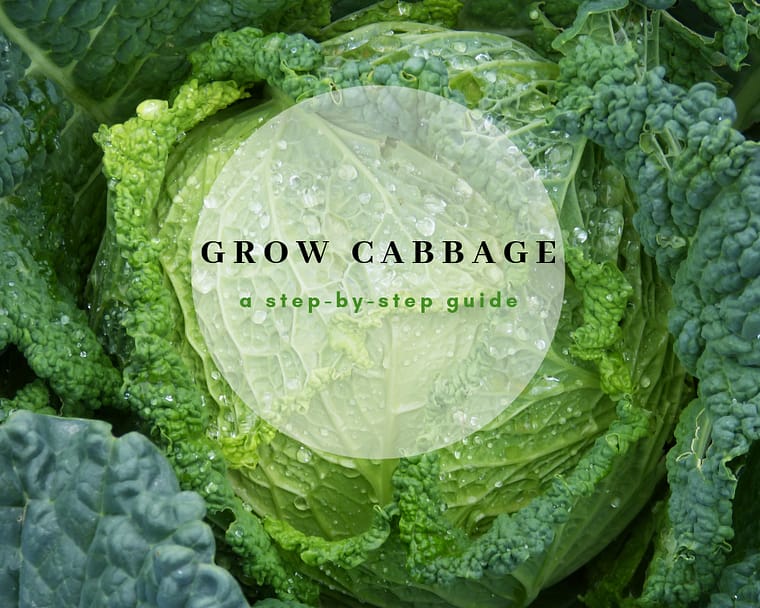 growing cabbage