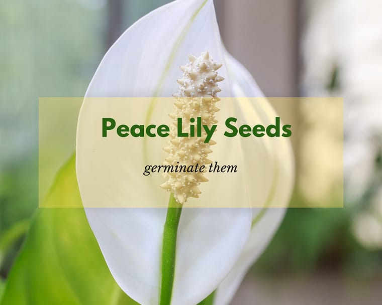 closeup of a peace lily flower