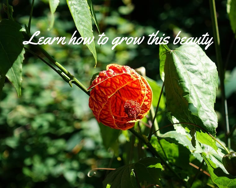 red tiger abutilon